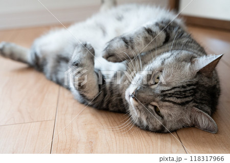 床に寝転ぶ猫 床に寝転ぶ猫 118317966