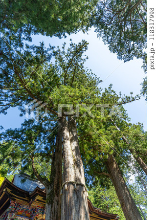 埼玉県秩父市 三峯神社 御神木 埼玉県秩父市 三峯神社 御神木 118317998