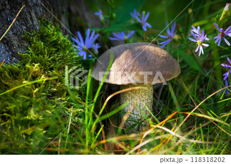 Leccinum scabrum (or Birch bolete, scaber stalk), a mushroom with brown cap, is growing in moss among leaves and purple aster flowers in the forest floor. 118318202