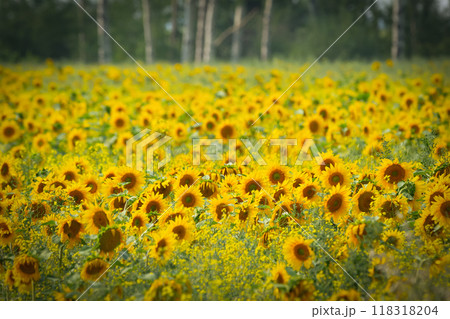 Beautiful sunflower field in bloom, many small yellow flower heads with black seeds in daylight. 118318204