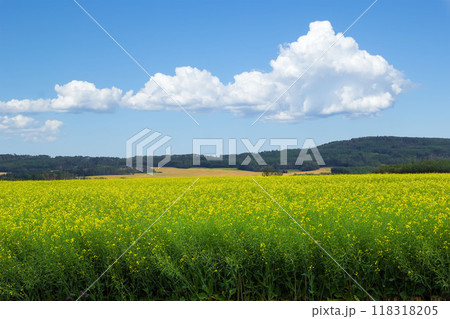 Colorful landscape in prairies of yellow blooming canola field, forest hills far in the background and blue cloudy sky above. 118318205