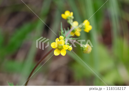 Bunch of little yellow flowers of Geum aleppicum (commonly called yellow avens or common avens) are blooming in the summer meadow among grasses. Bunch of little yellow flowers of Geum aleppicum (commonly called yellow avens or common avens) are blooming in the summer meadow among grasses. 118318217