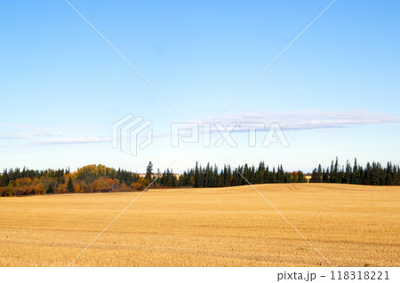 Landscape photography in autumn prairies - agricultural field with stubbles after harvest, trees with yellow and orange leaves and cloudy sky. Landscape photography in autumn prairies - agricultural field with stubbles after harvest, trees with yellow and orange leaves and cloudy sky. 118318221