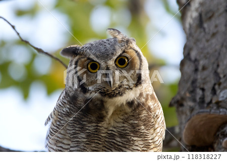 Portrait of beautiful Great horned owl sitting on a branch of a tree with green leaves in summer. Portrait of beautiful Great horned owl sitting on a branch of a tree with green leaves in summer. 118318227