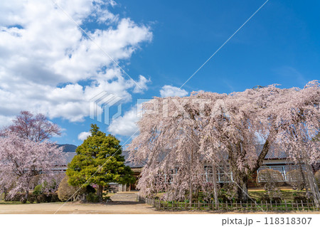 長野県飯田市 杵原学校の満開のしだれ桜 長野県飯田市 杵原学校の満開のしだれ桜 118318307