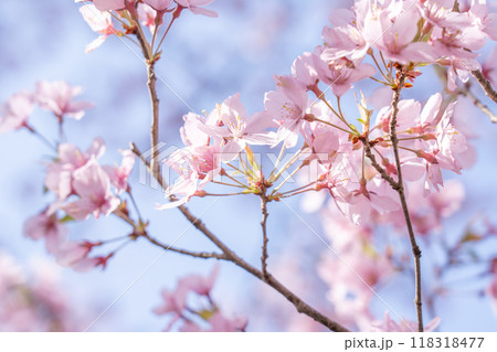 長野県伊那市　天下第一の桜と言われる高遠小彼岸桜の満開の桜 118318477