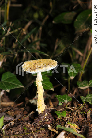 暗い林内に黄白色の「キヒダキワタゲテングタケ（仮）の側面正体画像（自然光＋ストロボ、マクロ接写撮影） 118318490