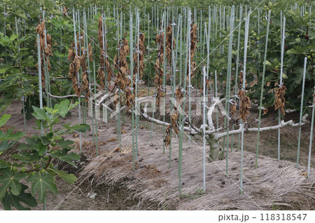 カミキリ虫にやられたイチジク 118318547