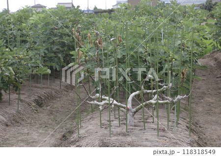 カミキリ虫にやられたイチジク 118318549