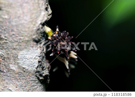 樹木に絡むウマノスズクサ類の茎先にジャコウアゲハ蝶幼虫(自然光+ストロボ・マクロ撮影) 樹木に絡むウマノスズクサ類の茎先にジャコウアゲハ蝶幼虫(自然光+ストロボ・マクロ撮影) 118318586