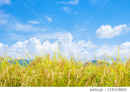 秋イメージ 稲穂と青空 秋イメージ 稲穂と青空 118318602