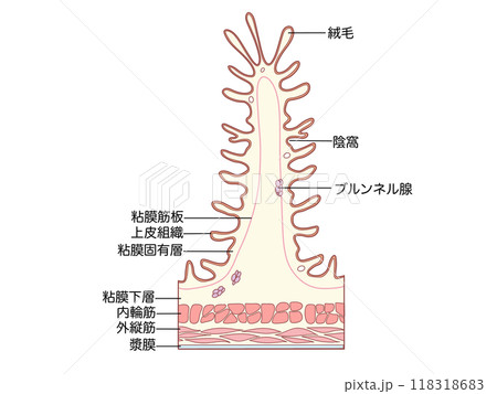 消化器の解剖生理 十二指腸の層構造 文字あり 消化器の解剖生理 十二指腸の層構造 文字あり 118318683
