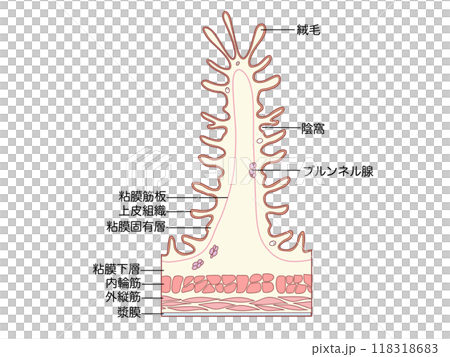 消化器の解剖生理 十二指腸の層構造 文字あり 消化器の解剖生理 十二指腸の層構造 文字あり 118318683