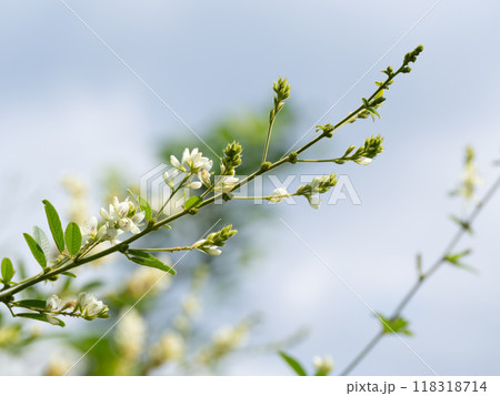 絶滅危惧種のイヌハギが初秋に咲く 118318714