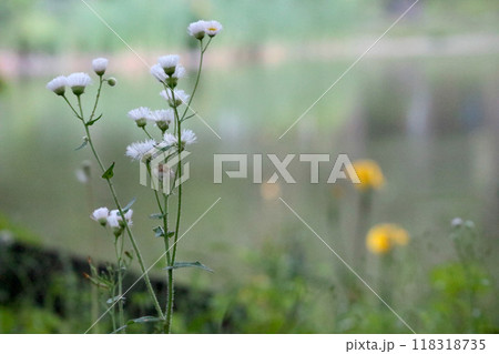 初夏の公園に咲く小さな白い花 118318735