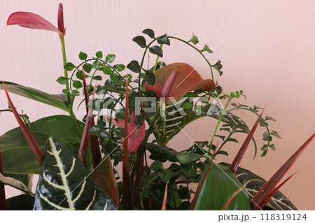 寄せ植え 118319124