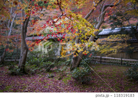 残り紅葉 残り紅葉 118319183