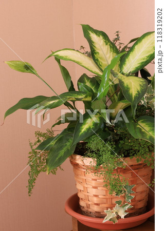 観葉植物の寄せ植え 118319202