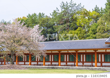 奈良 薬師寺 回廊と桜 奈良 薬師寺 回廊と桜 118319405