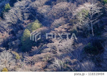 朝日を浴びる冬木立　【相模原市津久井　1月】 118319494