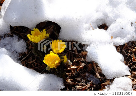 雪解けの福寿草 【相模原市津久井 2月】 雪解けの福寿草 【相模原市津久井 2月】 118319507