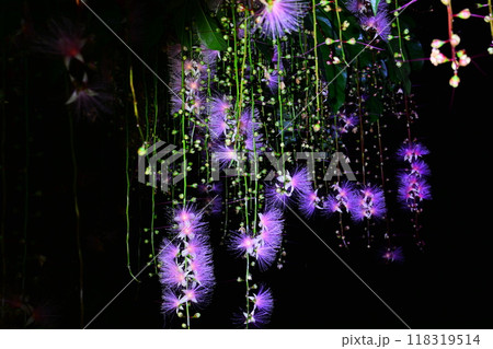 花 フラワー お花 118319514