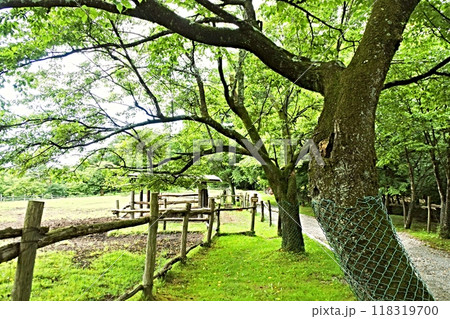 南ヶ丘牧場 118319700