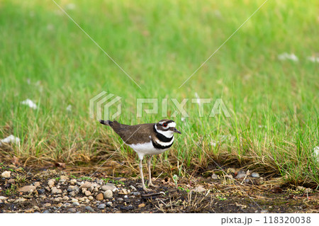 Cute noisy bird Killdeer is standing in green grass near the road in summer sunny day. Cute noisy bird Killdeer is standing in green grass near the road in summer sunny day. 118320038