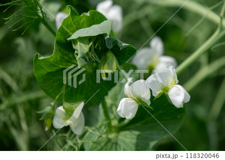 Green peas field blooming with white flowers in summer. Green peas field blooming with white flowers in summer. 118320046