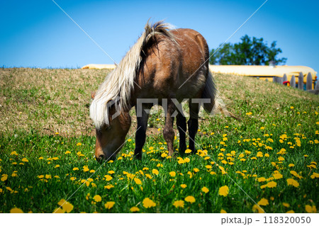Brown pony is grazing on green grass with yellow dandelions at the farm in summer sunny day with blue sky. Brown pony is grazing on green grass with yellow dandelions at the farm in summer sunny day with blue sky. 118320050