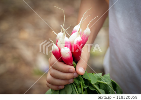 A hand is holding a bunch of ripe long red and white (French breakfast variety) radishes with green leaves in the summer garden. A hand is holding a bunch of ripe long red and white (French breakfast variety) radishes with green leaves in the summer garden. 118320059