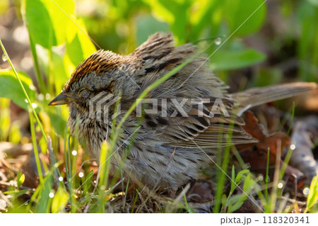 One little Lincoln's sparrow with closed eyes sleeping in the green grass in cold autumn morning. One little Lincoln's sparrow with closed eyes sleeping in the green grass in cold autumn morning. 118320341