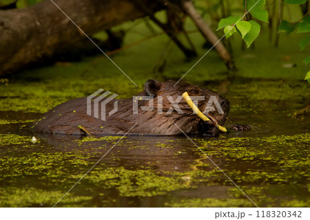 Beaver in the water of the lake is chewing a twig among dense foliage and aquatic plants in summer day. 118320342