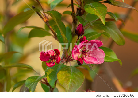 Tender branch with pink bloom of young crabapple tree with green foliage in early spring. 118320366