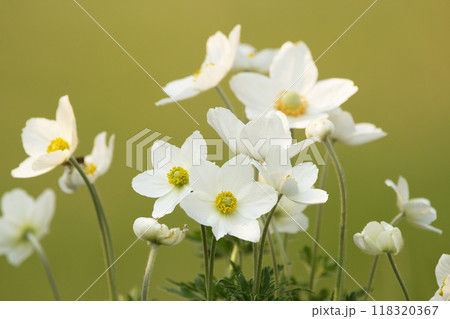 Bunch of beautiful white anemones are growing in the garden with green leaves on the bright green background. Bunch of beautiful white anemones are growing in the garden with green leaves on the bright green background. 118320367