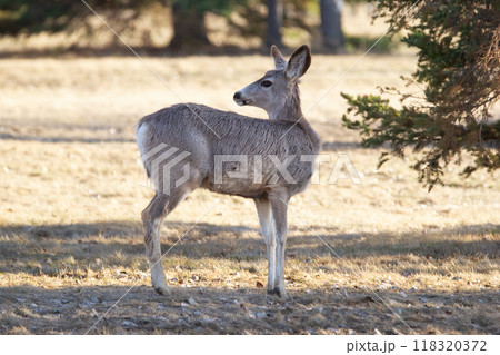 Mule deer doe is standing on the dry grass and looking back cautious in fall forest. 118320372