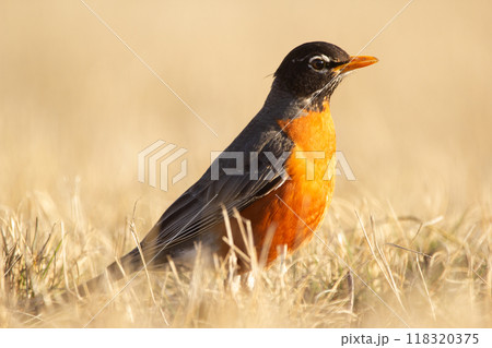 Cute bird American robin in bright breeding plumage is standing in the dry yellow grass in early spring during migration. Cute bird American robin in bright breeding plumage is standing in the dry yellow grass in early spring during migration. 118320375