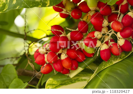 Adonidia merrillii or the Manila palm breight red ripe fruit on the branch and green foliage on the background. 118320427