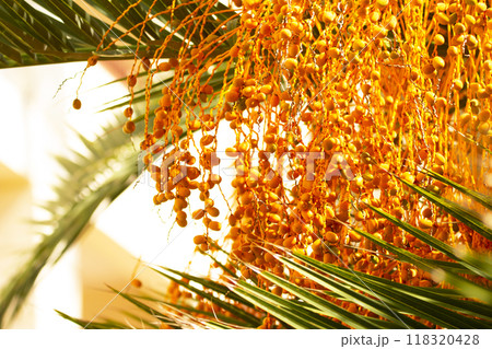 Phoenix plant or date palm with ripe bright yellow fruit and green leaves. 118320428