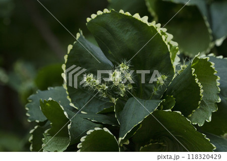 Tropical plant Acalypha wilkesiana, beautiful green curled leaves with white teeth on the edge and delicate bloom. 118320429