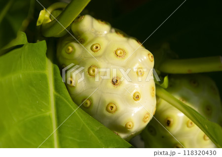 Morinda citrifolia or Noni white ripe fruit growing on the tree in the forest, green foliage. 118320430
