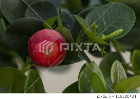 Natal plum or Carissa macrocarpa red ripe fruit on the shrub with thorns and green foliage. 118320431