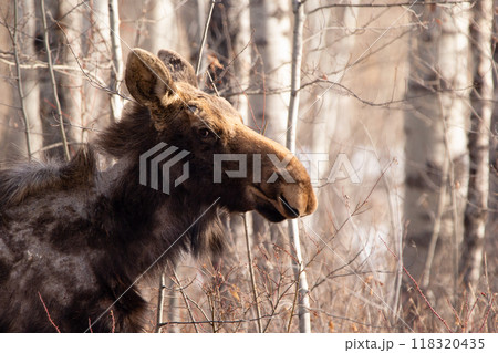 Female moose molts in spring with patchy fur on the neck in the forest. 118320435