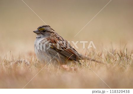 Close-up of White-throated sparrow foraging on the ground in dry yellow grass in spring. 118320438