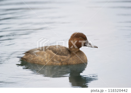 One female Redhead duck with bright brown plumage swimming in the water of the lake in autumn. 118320442
