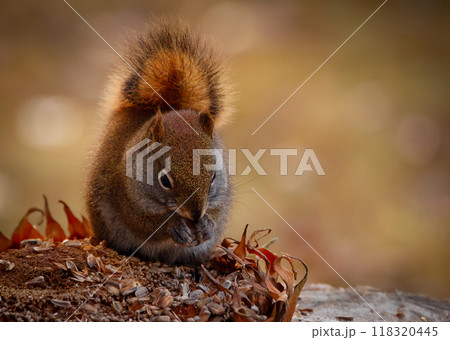 Cute fluffy American red squirrel is sitting on the stump and eating seeds from dry sunflower head in the back yard in beautiful orange autumn. 118320445