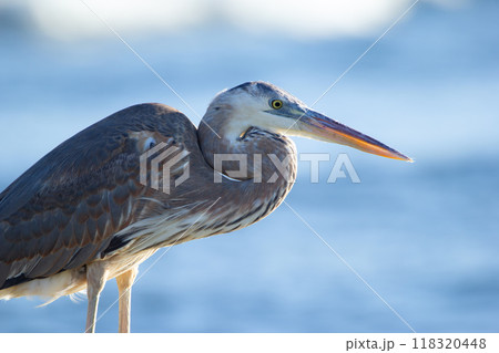 Great blue heron is standing on the rock in the ocean coastline and fishing in a sunny day, blue sea and waves on the background. Great blue heron is standing on the rock in the ocean coastline and fishing in a sunny day, blue sea and waves on the background. 118320448