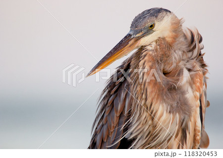 Portrait of a Great blue heron in the evening time before sunset, windy day, pink sky on the background. Portrait of a Great blue heron in the evening time before sunset, windy day, pink sky on the background. 118320453