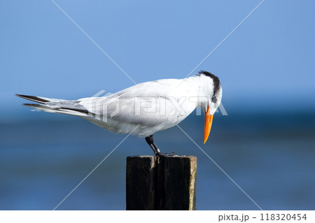 Royal tern in non-breeding plumage is perched on the wooden pole on the beach of the ocean in tropics. Blue sea and the sky on the background. Royal tern in non-breeding plumage is perched on the wooden pole on the beach of the ocean in tropics. Blue sea and the sky on the background. 118320454