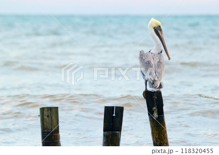 Lonely brown pelican is sitting on one of the wooden poles at the sea shore and watching to the side on the background of the blue water with waves and the sky in the morning. 118320455